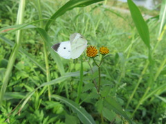Pieris rapae