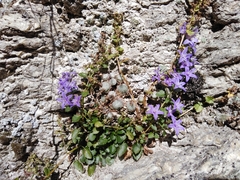Campanula elatines