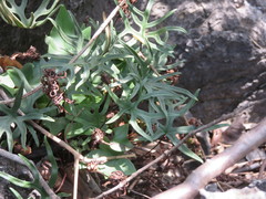 Calciphilopteris ludens