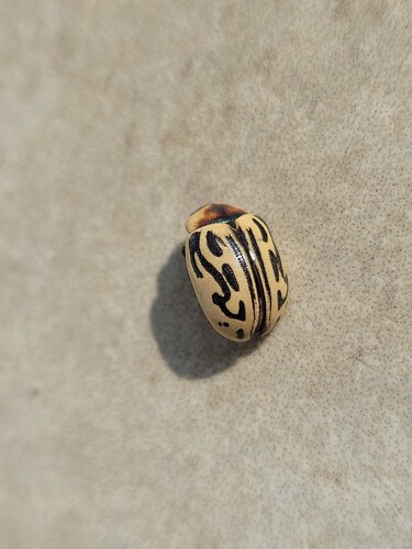 Parthenium beetle photo 2