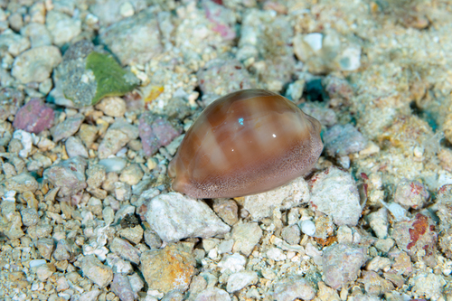 Lyncina sulcidentata observed 2019-10-06
