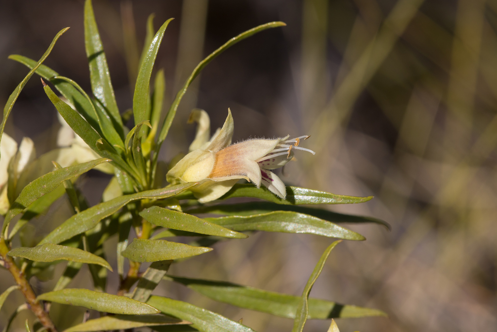 Eremophila alatisepala
