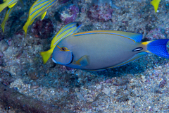 Eyestripe Surgeonfish photo 5
