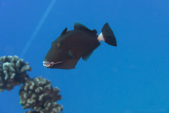 Bridle Triggerfish photo 4