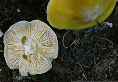 Tricholoma arvernense