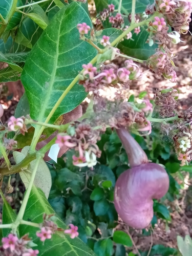 Anacardium occidentale image