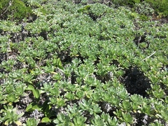 Heliotropium anomalum