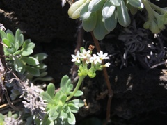 Heliotropium anomalum