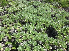 Heliotropium anomalum