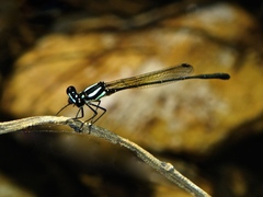 Nososticta liveringa