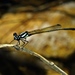 Malachite Threadtail - Photo (c) johneichler, some rights reserved (CC BY-NC), uploaded by johneichler