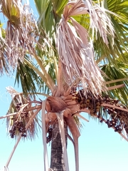 Bismarckia