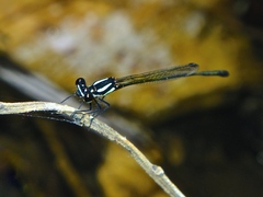 Nososticta liveringa