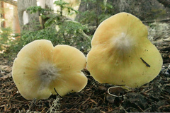 Tricholoma arvernense