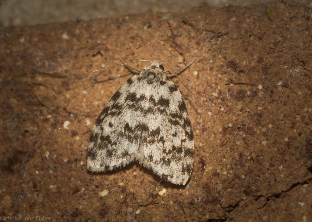 Damias leptosema