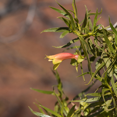 Eremophila duttonii