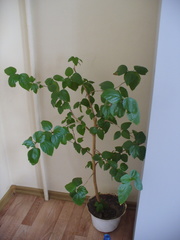 Abutilon hybridum