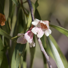 Eremophila bignoniiflora