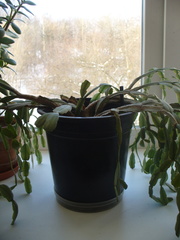 Schlumbergera buckleyi