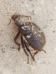 Trachyderma philistina