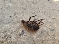 Trachyderma philistina