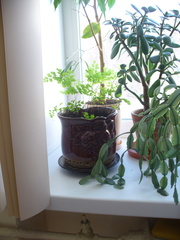 Schlumbergera buckleyi