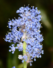 Ceanothus thyrsiflorus griseus