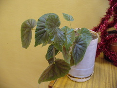 Begonia incarnata