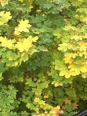 Acer platanoides