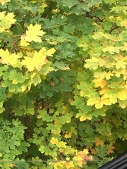 Acer platanoides