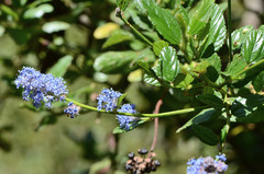 Ceanothus thyrsiflorus griseus