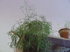 Hatiora salicornoides
