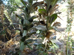 Acanthus spinosus