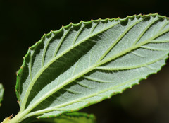 Ceanothus thyrsiflorus griseus