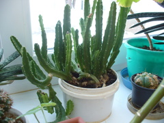 Stapelia grandiflora