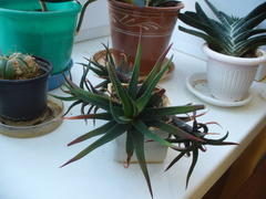 Haworthiopsis fasciata