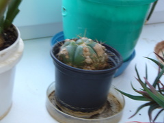 Gymnocalycium denudatum