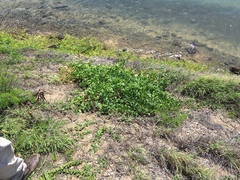 Capparis sandwichiana