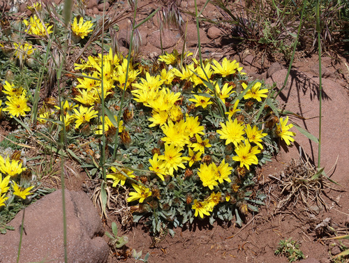 Catananche caespitosa, photograph 3