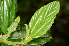 Ceanothus thyrsiflorus griseus