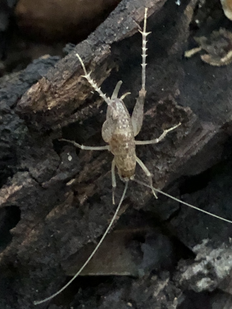 Pristoceuthophilus arizonae
