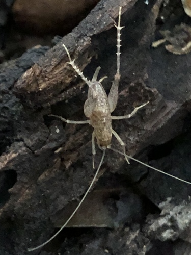Pristoceuthophilus arizonae