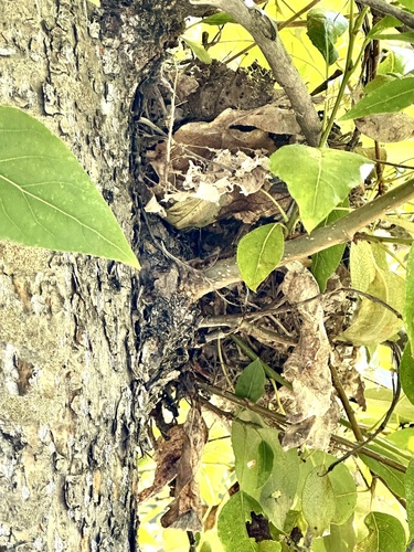 View observation of {o.common_name} on iNaturalist