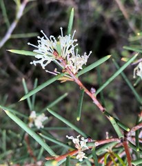 Hakea rugosa