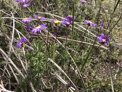Olearia ciliata