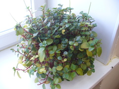 Peperomia glabella