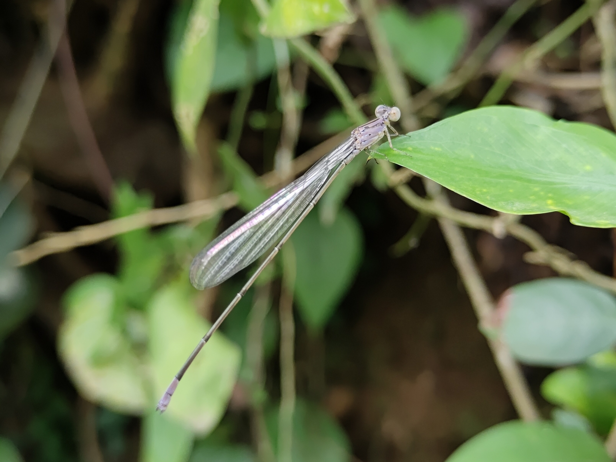 Long-Banded Sprite