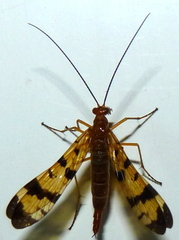 Panorpa neglecta