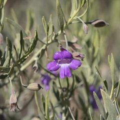 Eremophila bowmanii