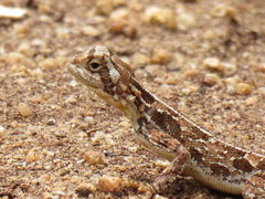 Agama persimilis